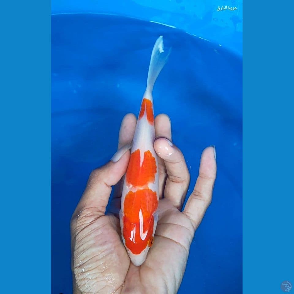 kohaku 3step 18 cm