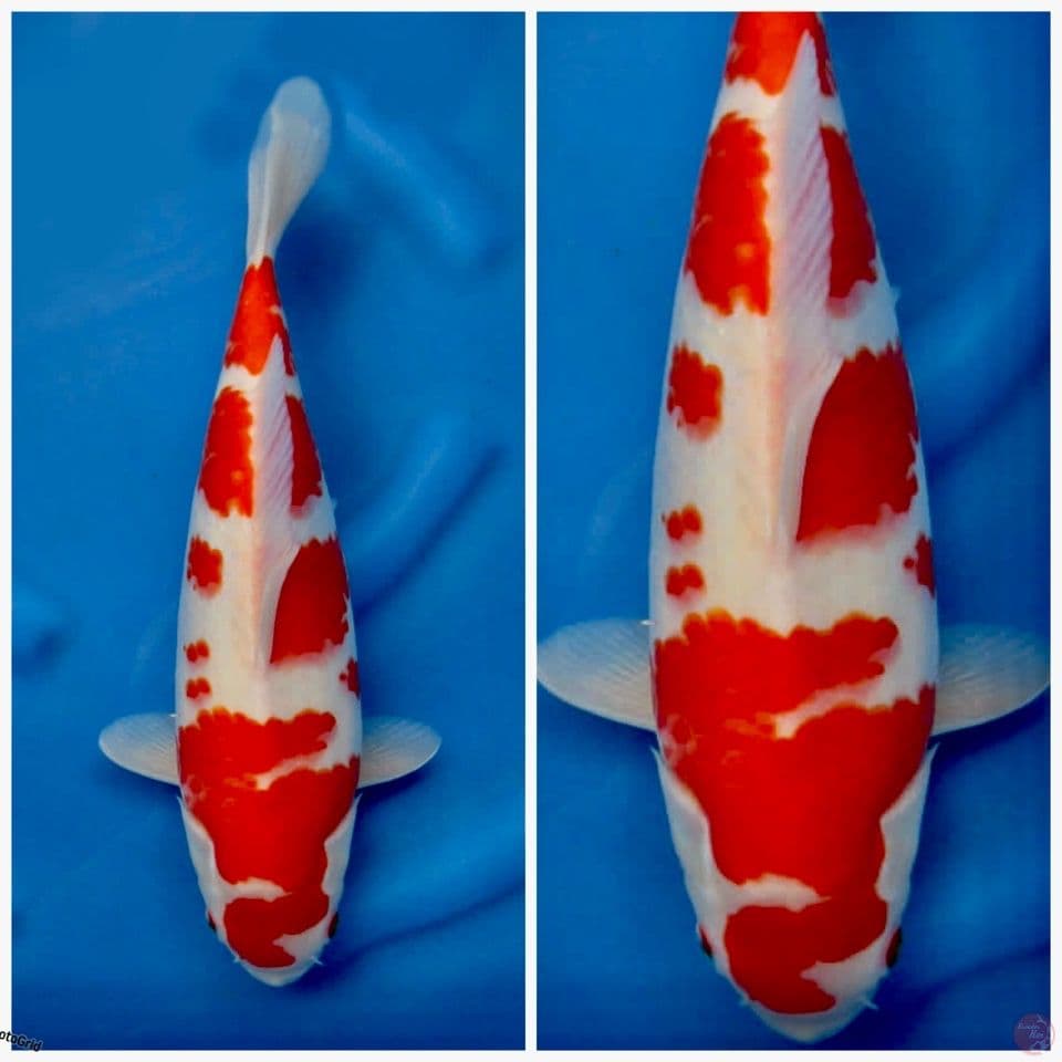 Kohaku f1 sakai Ori 40cm