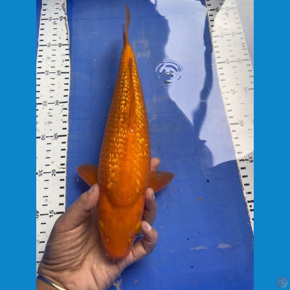 32 jantan karamel ginrin punuk