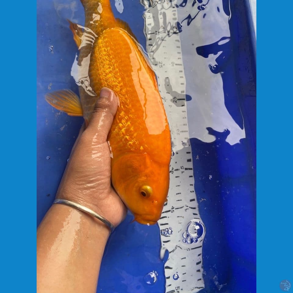 32 jantan karamel ginrin punuk