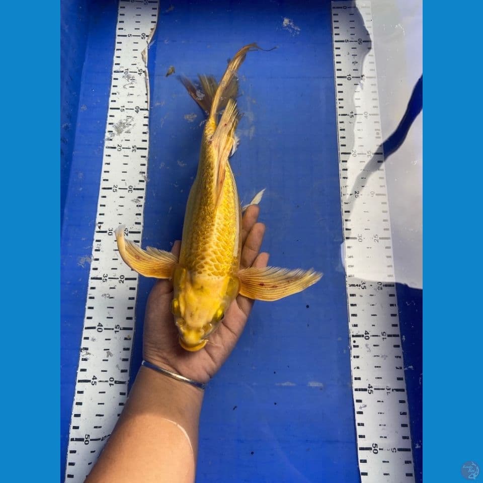 35 Bu kumpay ogon punuk