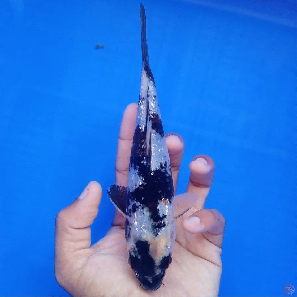 SHIRO GINRIN 17CM