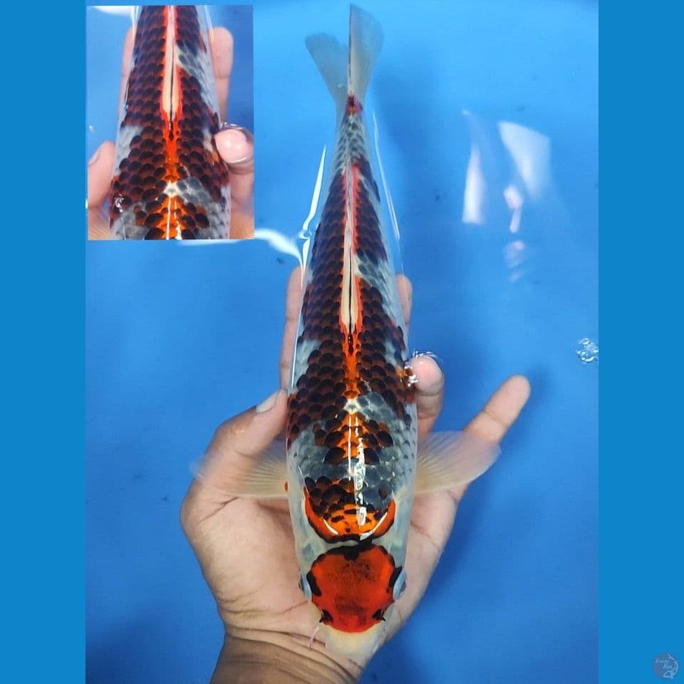 30cm