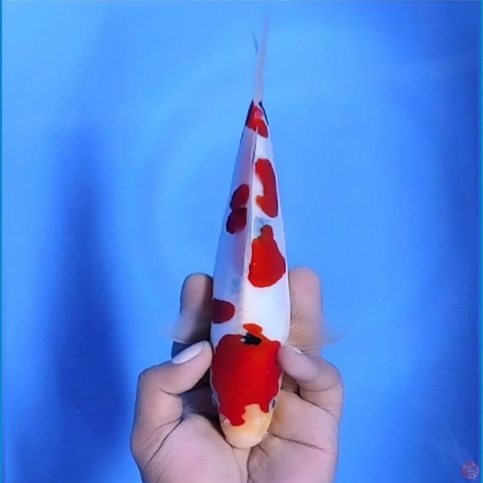 Sanke Doitsu Super Male 25cm™