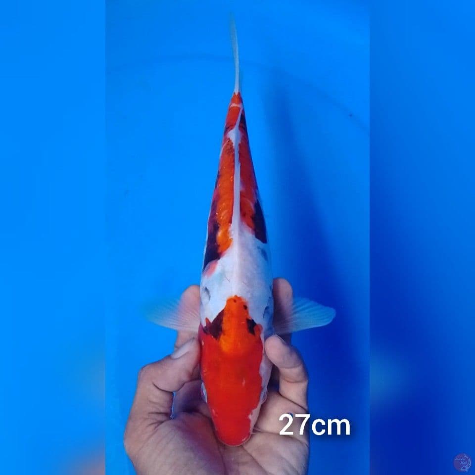 beni kumonryu 27cm