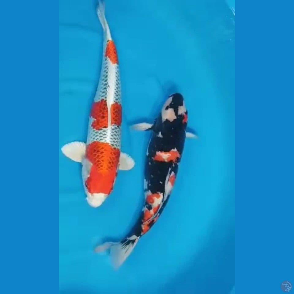 sk kujaku + showa
