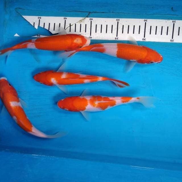 Paket kohaku 5 ekor