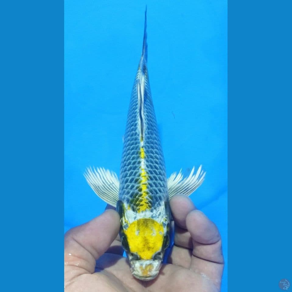 MARUTEN IJO 22