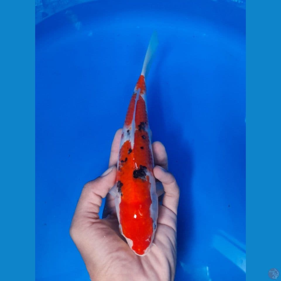 sanke 23cm