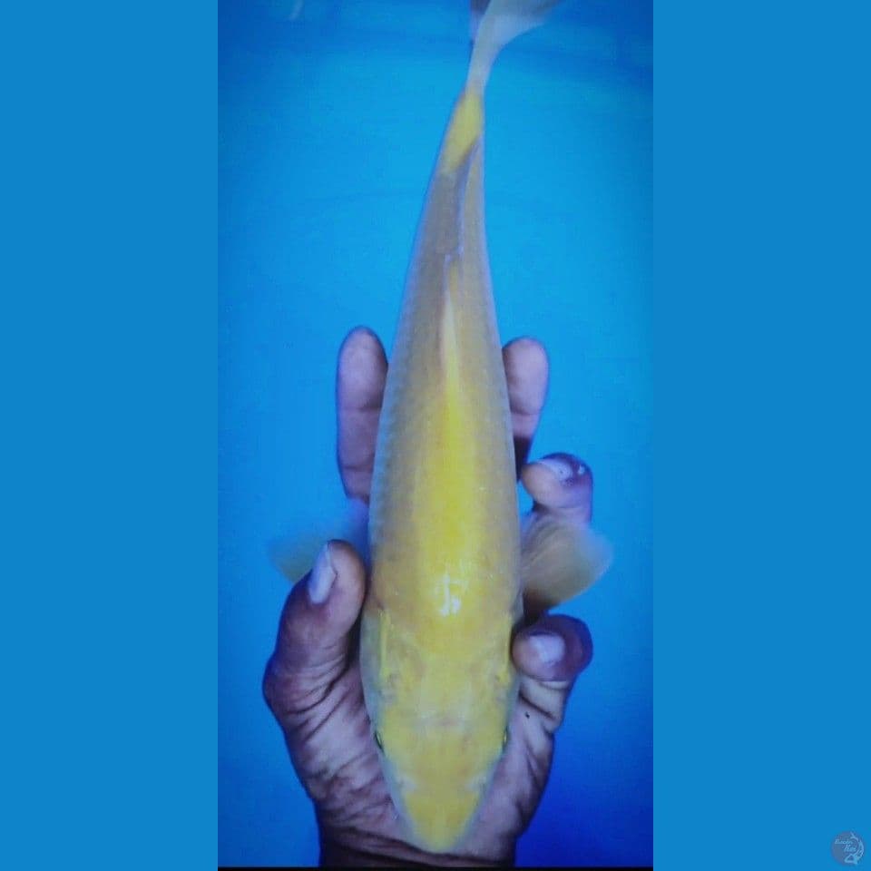 karashi lemon mata merah 