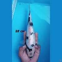 28cm GINRIN SHIRO HITAM KUALITAS
