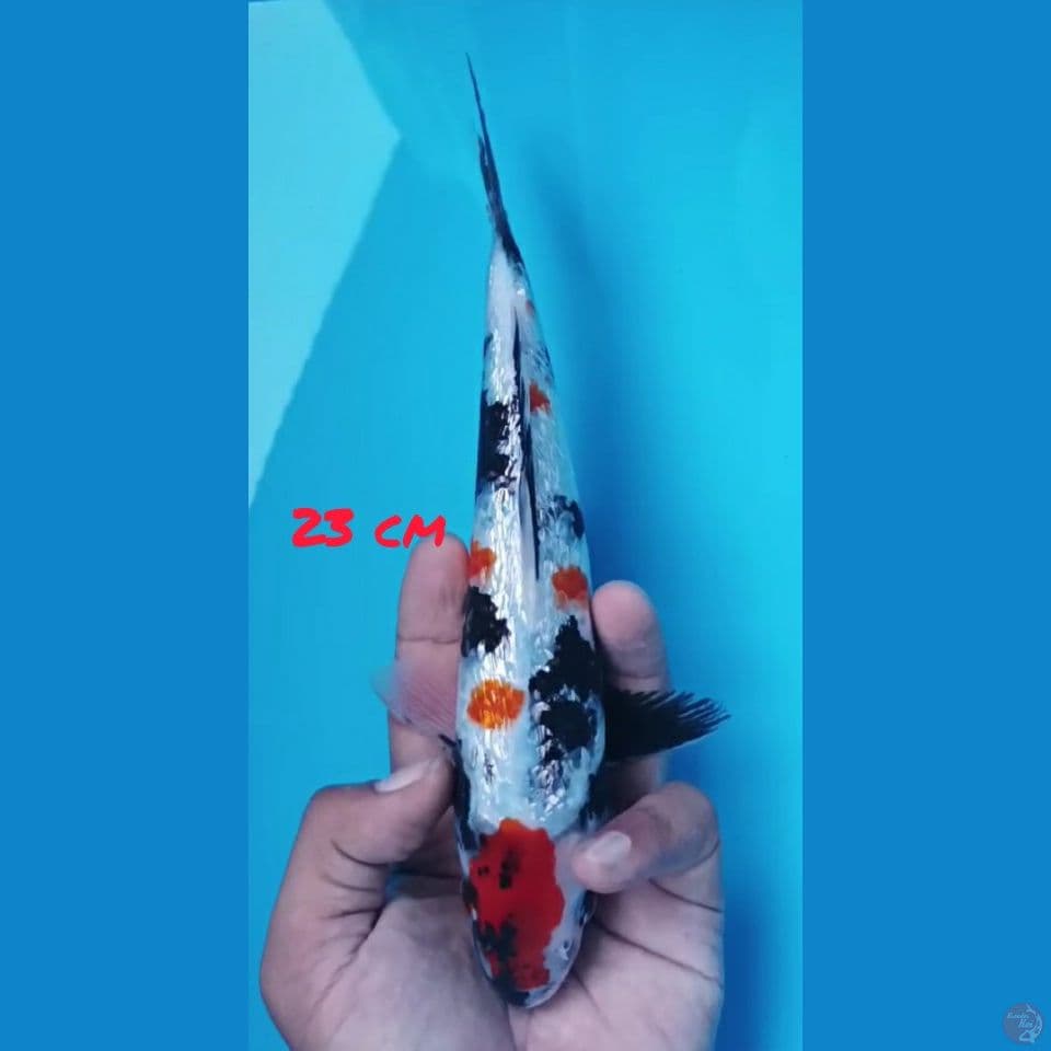 23cm GINRIN SHOWA KINDAI ORI