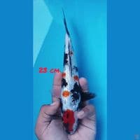 23cm GINRIN SHOWA KINDAI ORI