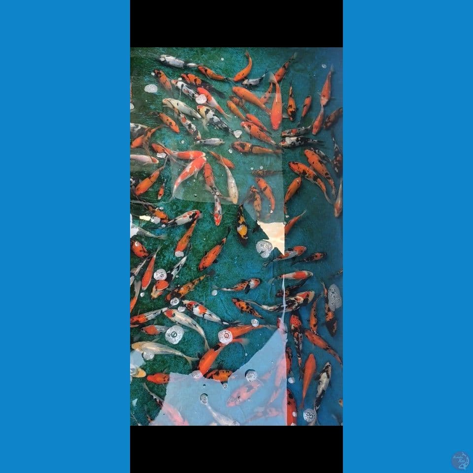 Doitsu Showa mix 15-23cm 120ekor