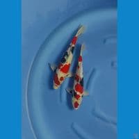 showa strong 37-40 all male