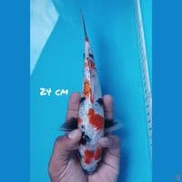 24cm GINRIN SHOWA KINDAI ORI
