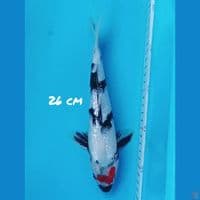 26cm TANCHO GINRIN PADAT