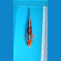 GOSHIKI Male size 30 cm