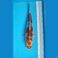Goshiki female size 40 cm