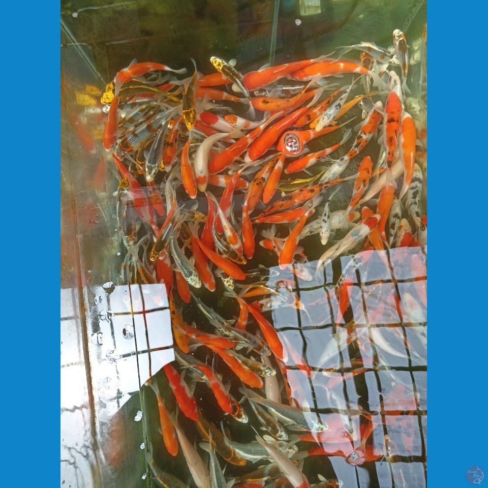 paket mix kurang lebih 100 ekor