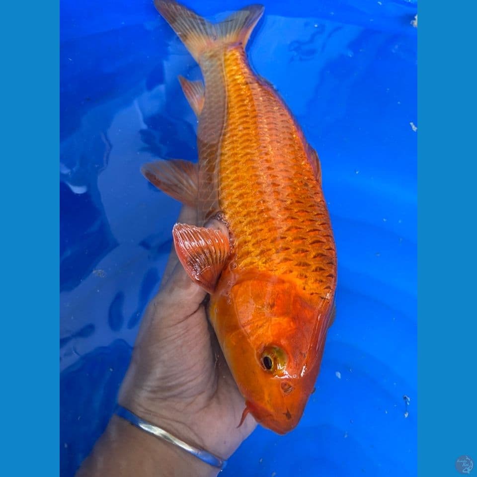 jantan karamel salak