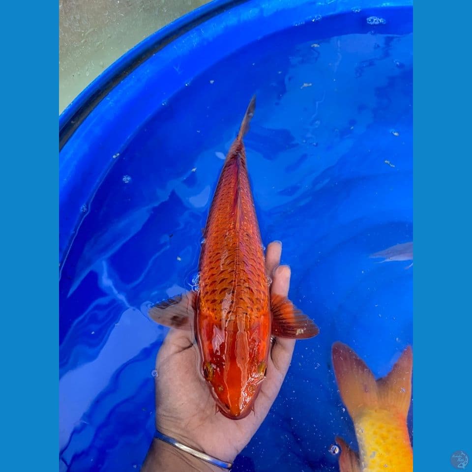 jantan karamel salak