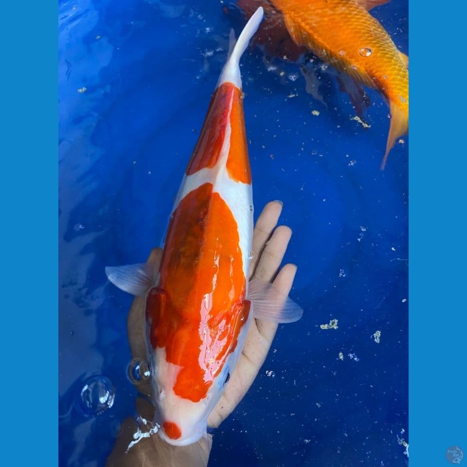 kohaku doit jantan punuk