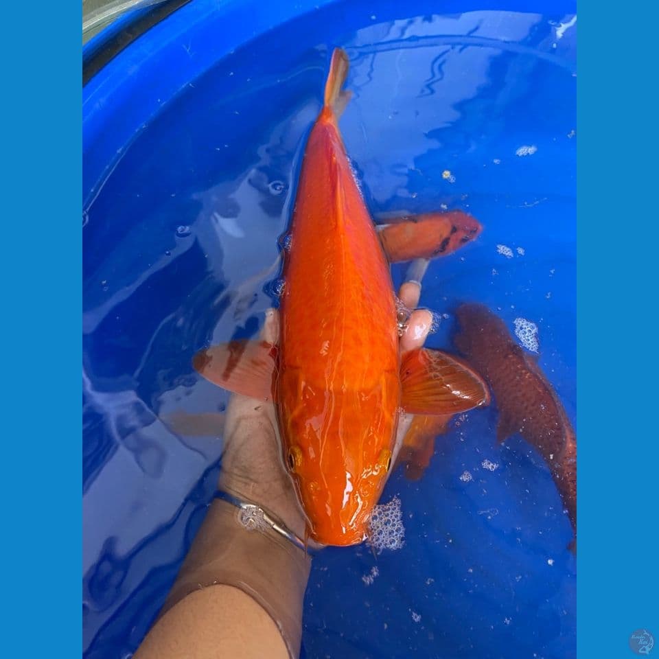 red karamel jantan punuk