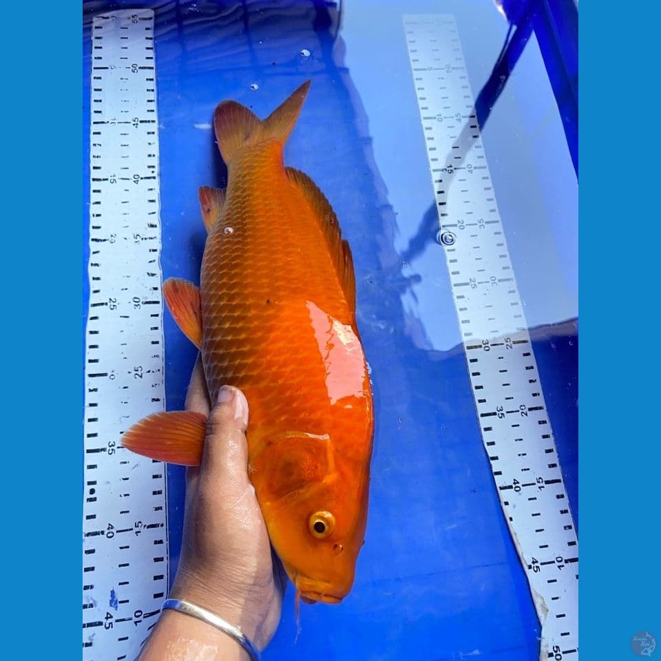 red karamel jantan punuk
