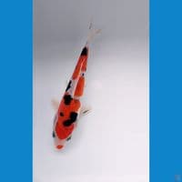 sanke doitsu 13cm