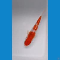 sisik 13cm
