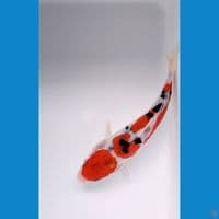sanke doitsu 14cm