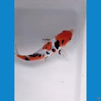 sanke doitsu 16cm