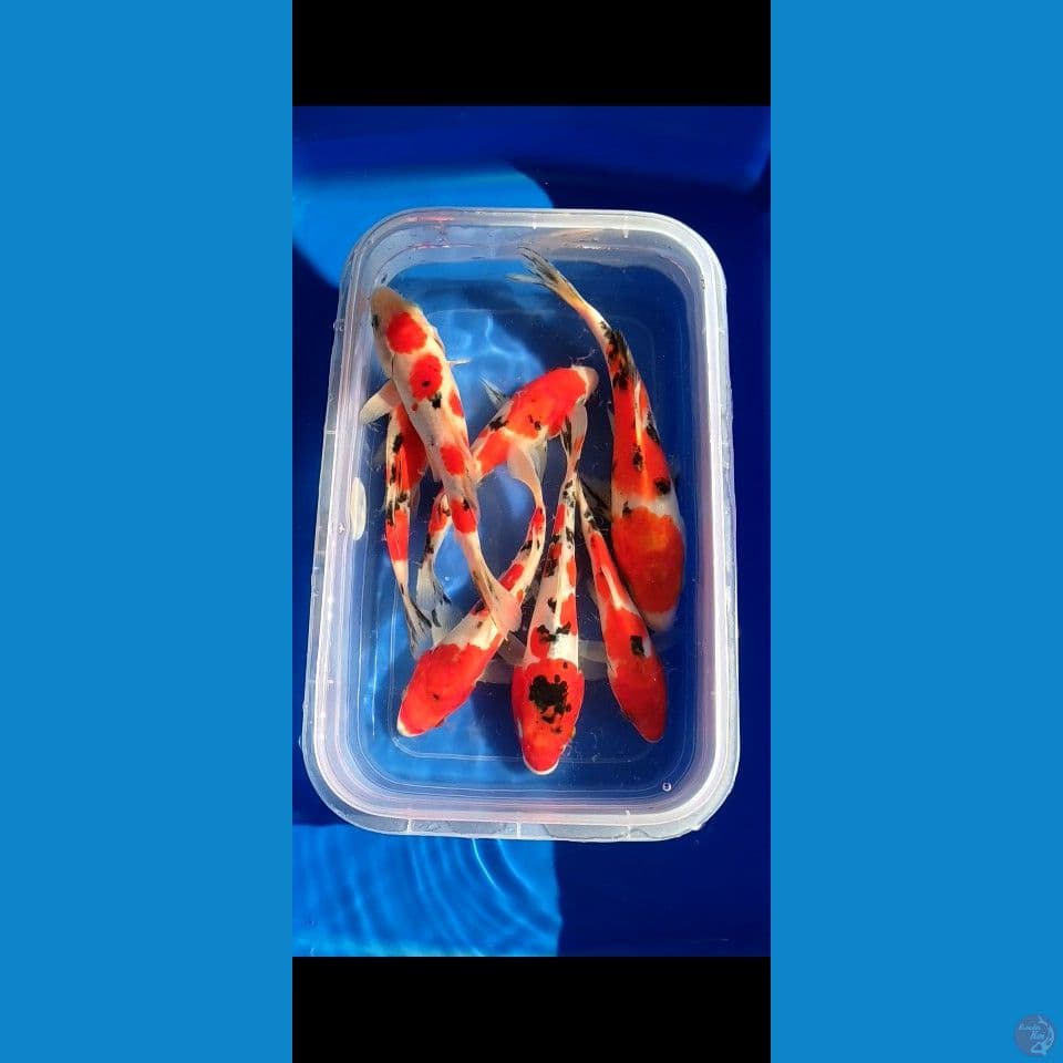 7ekor Grade A+ 17-21cm