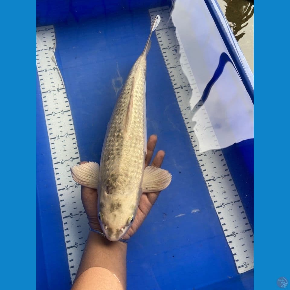 mukasi ogon jantan 