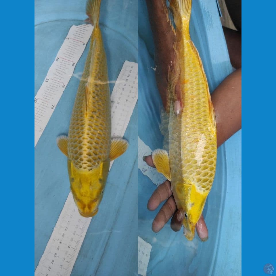 mukasi 40cm