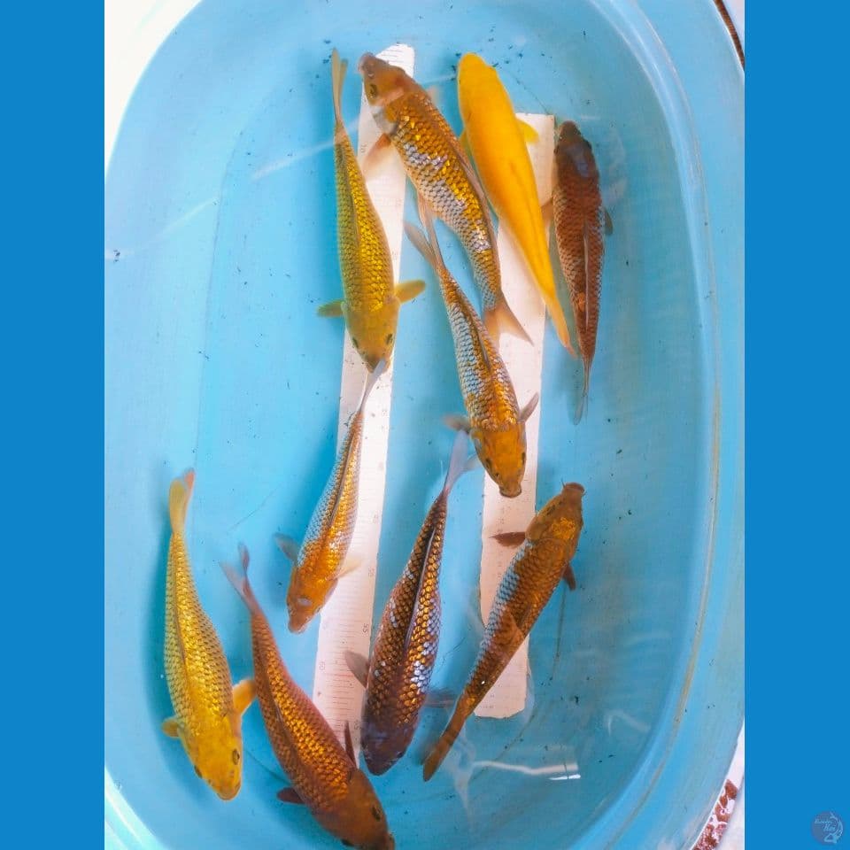 mix 26-31cm 10ekor