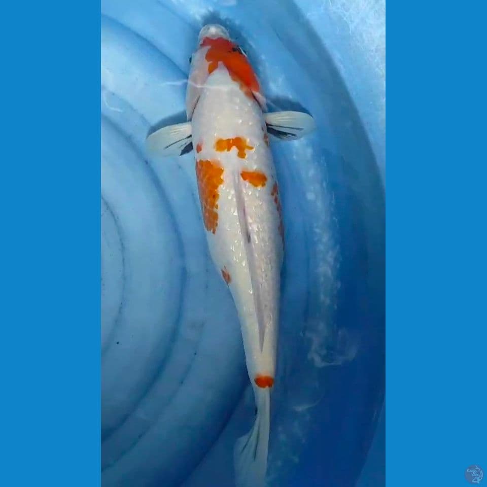 showa 51cm