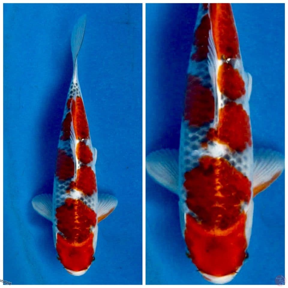 Goshiki F1 sakai 25cm