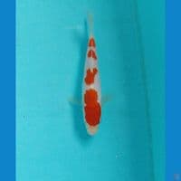 kohaku 15cm
