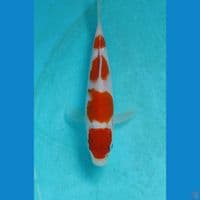 kohaku 12cm