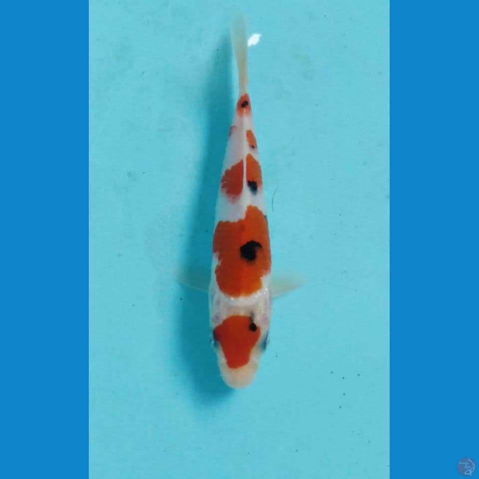sanke 15cm