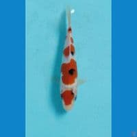 sanke 15cm