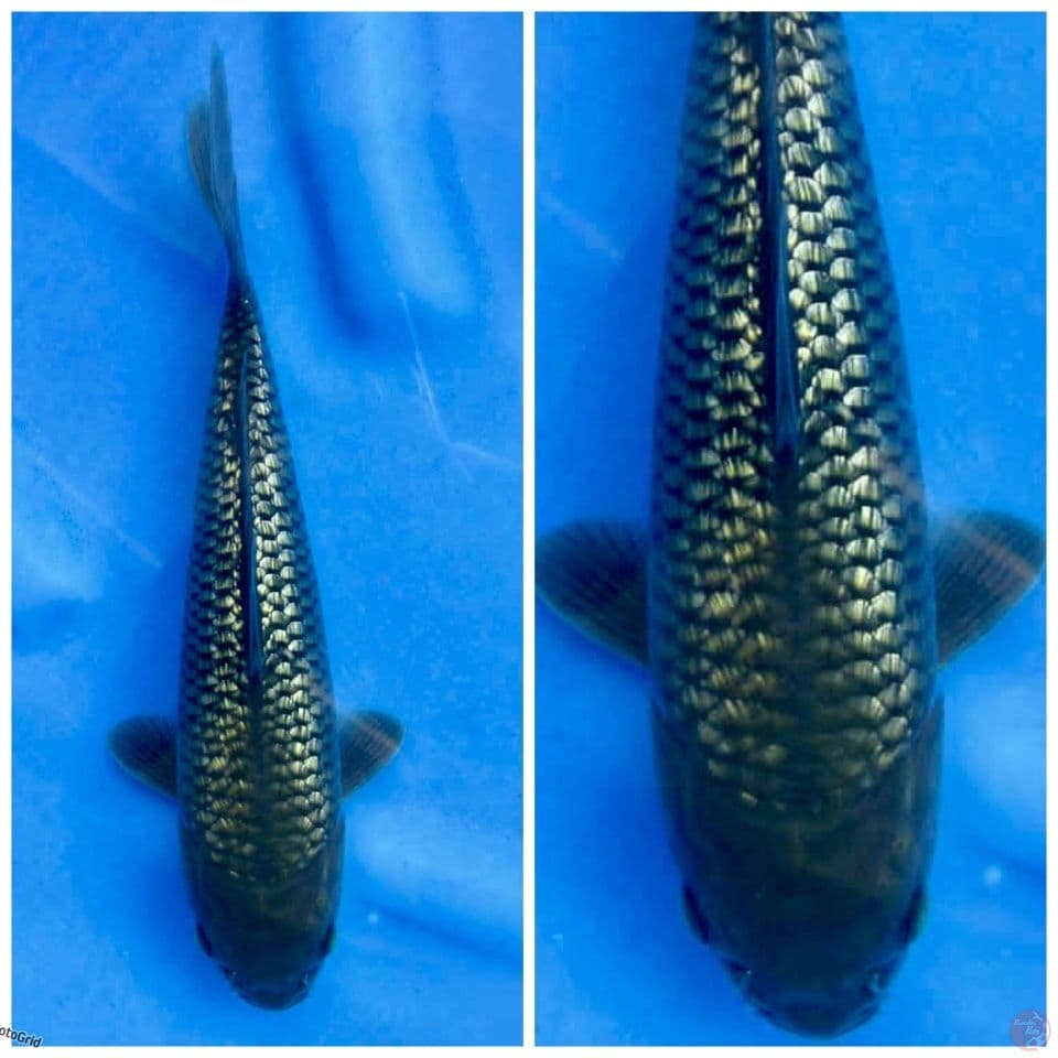 Soragoi gingrin Full pejinak kolam 29cm