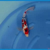 sanke kumpai gondrong 34 cm male