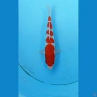 Kohaku 23cm
