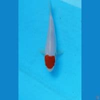 Tancho 16cm