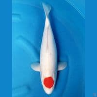 TANCHO KOHAKU 40 CM
