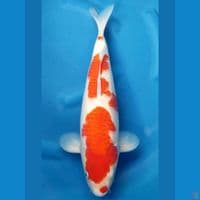 KOHAKU 42 CM