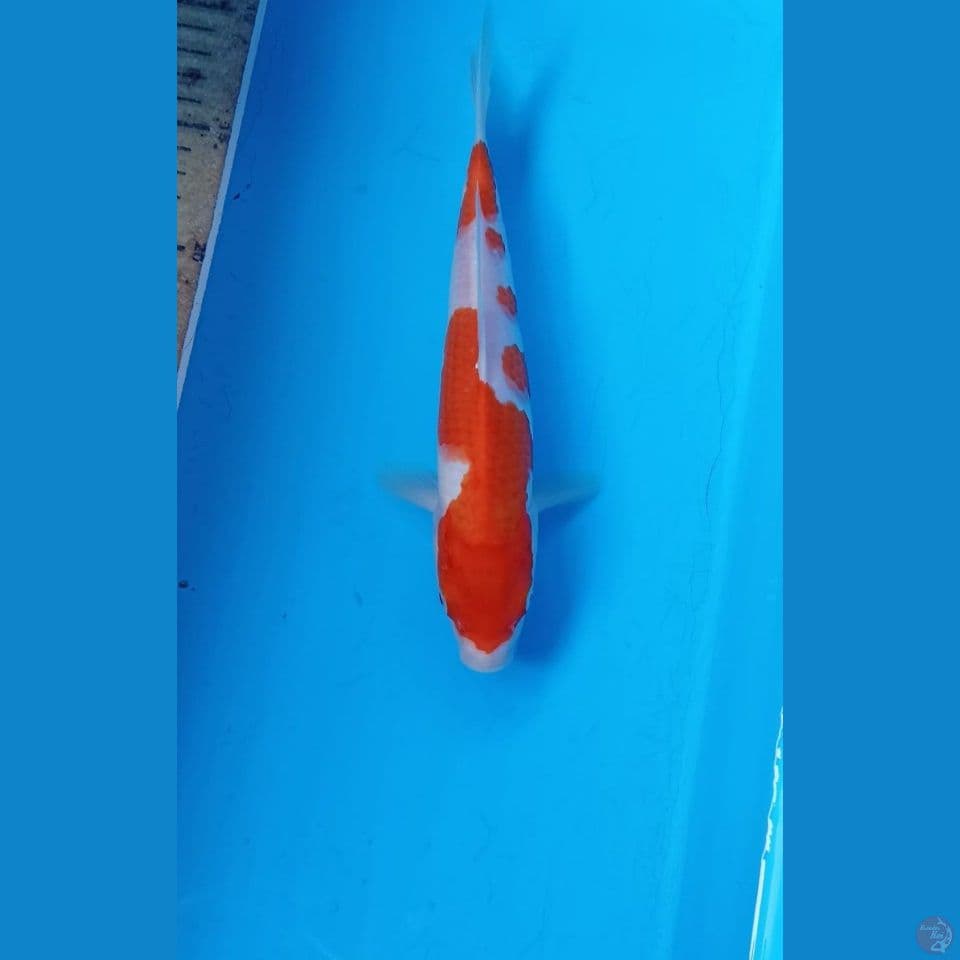 Kohaku 24cm